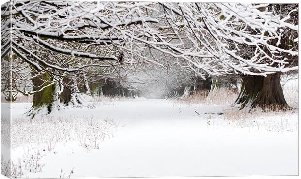 Snow Covered Trees Canvas Print by Colin Tilley