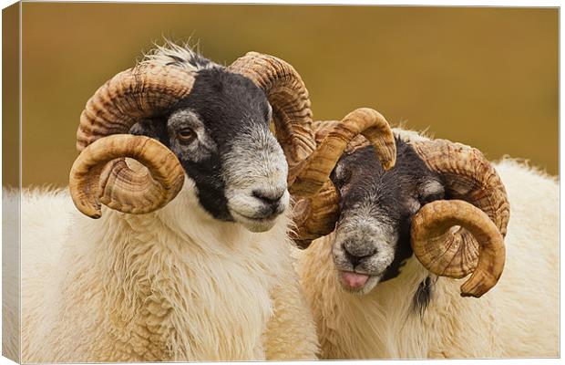 Pair of Cheeky Rams Canvas Print by George Cox