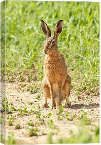 Brown Hare Canvas Print by George Cox