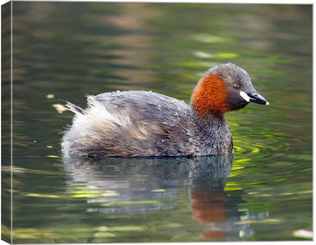 Little Grebe Canvas Print by George Cox