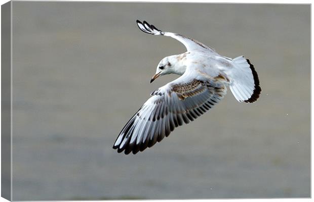 Seagull in Flight Canvas Print by George Cox