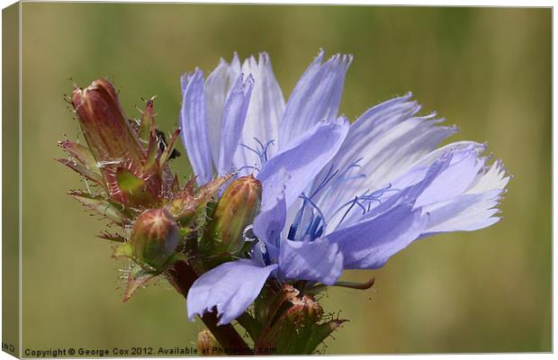 Chicory Flower - Cichorium intybus Canvas Print by George Cox