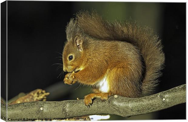 Red Squirrel Canvas Print by George Cox
