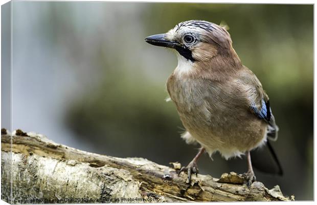 Jay at Potteric Carr Canvas Print by George Cox