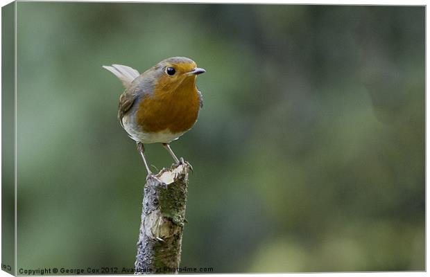 Robin on a stump Canvas Print by George Cox