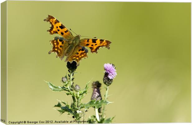 Comma Canvas Print by George Cox