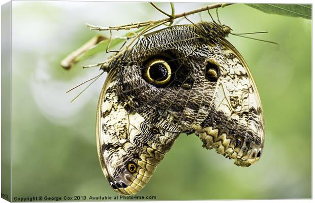 A pair of Owl butterflies Canvas Print by George Cox