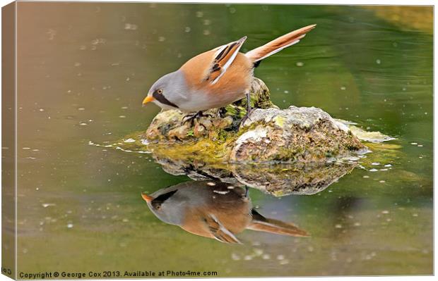 Bearded Tit Reflection Canvas Print by George Cox