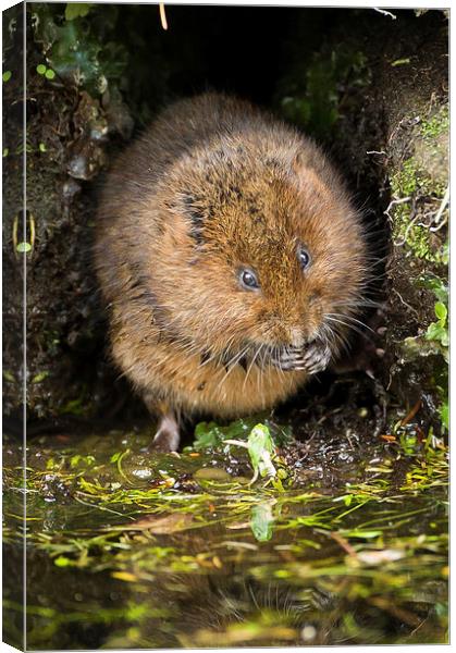  Water Vole Canvas Print by George Cox