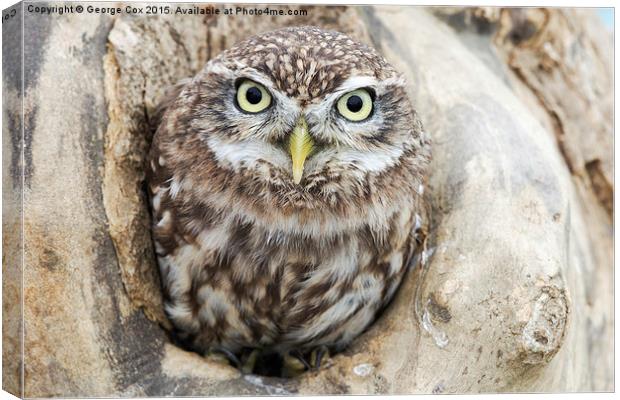  Little Owl Framed Canvas Print by George Cox