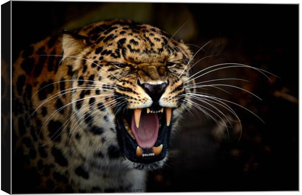A jaguar with its mouth open Canvas Print by George Cox