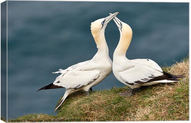 Courting Gannets Canvas Print by George Cox