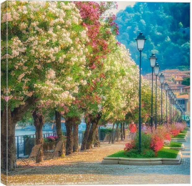 Blossom in Bellagio Canvas Print by Philip Baines