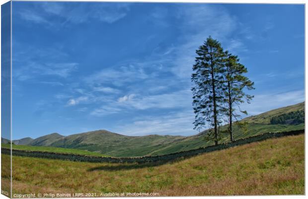 Lakeland Trees near Troutbeck Canvas Print by Philip Baines