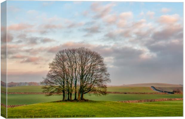 Trees in North Yorkshire Canvas Print by Philip Baines