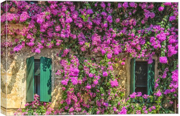 Bougainvillea of Sirmione Canvas Print by Philip Baines