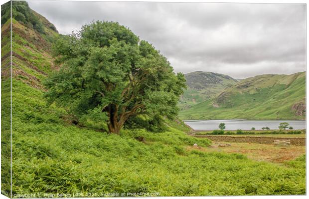 Crummock Water from Rannerdale Knotts Canvas Print by Philip Baines