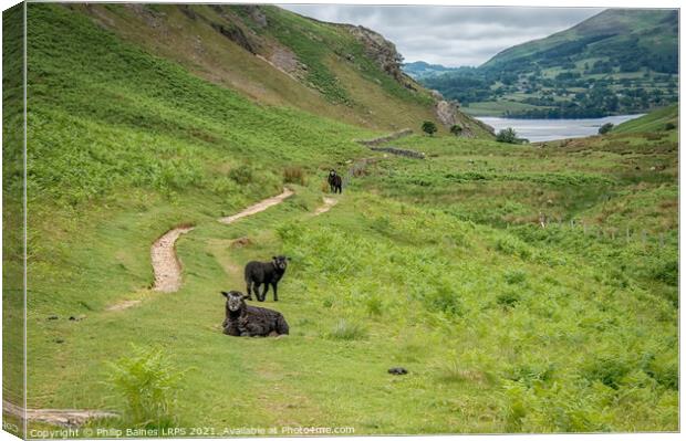 Three Black Sheep Canvas Print by Philip Baines