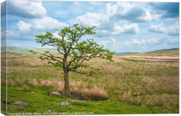 Moorland Tree on the path to Skeggles Water Canvas Print by Philip Baines