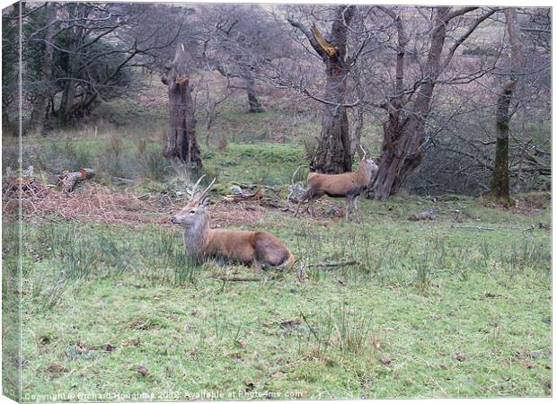 Young Stags Arran Canvas Print by Richard Houghton