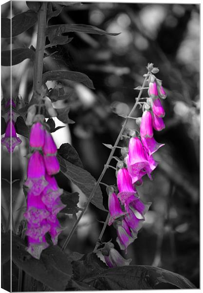 Foxgloves Canvas Print by Andrew Vernon
