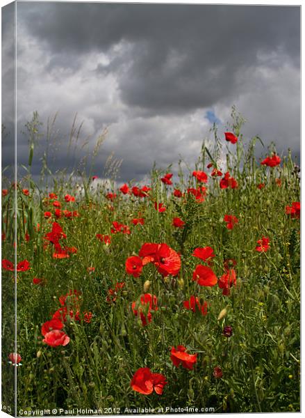 Poppies 2 Canvas Print by Paul Holman Photography