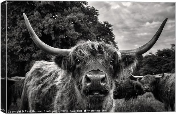 Highland Hairy Beastie Canvas Print by Paul Holman Photography