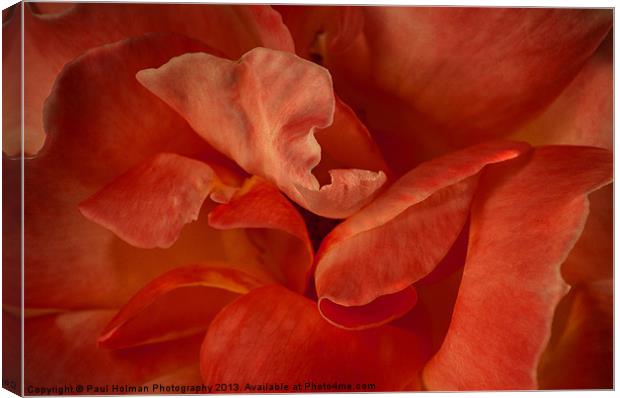 Rose Petals Canvas Print by Paul Holman Photography