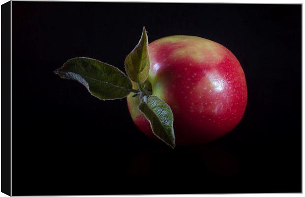 An Apple a Day Canvas Print by Paul Holman Photography