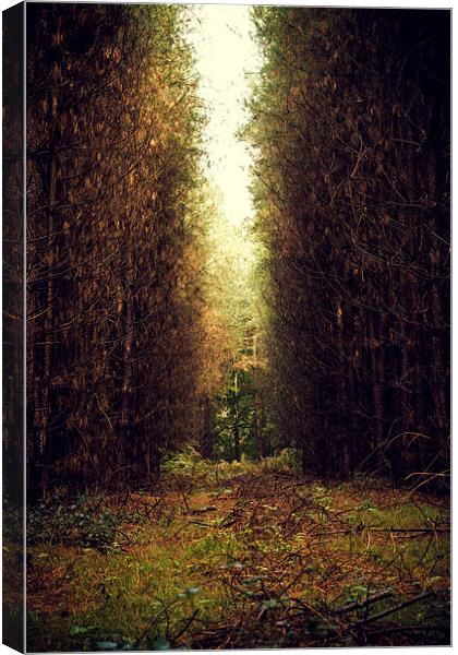 Autumn Colours Canvas Print by Paul Holman Photography