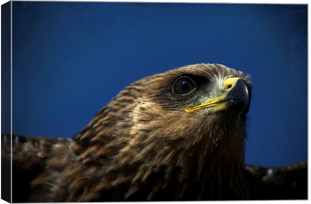 Yellow Billed Harris Hawk Canvas Print by Paul Holman Photography