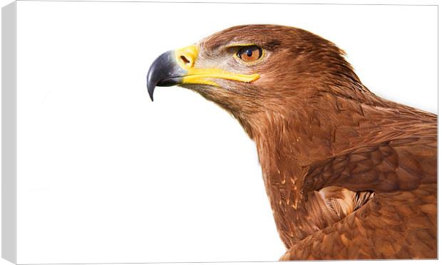 Steppe Eagle Canvas Print by Paul Holman Photography