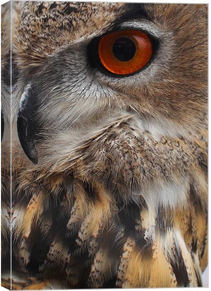  Eagle Eye Canvas Print by Paul Holman Photography