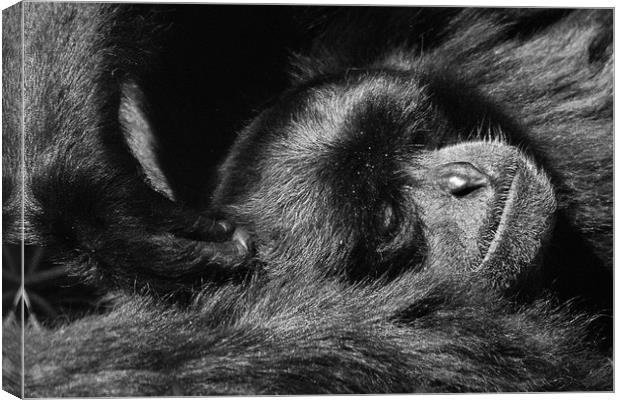 To much Monkey Business Canvas Print by Paul Holman Photography