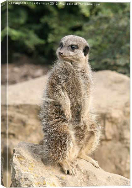 Meerkat on guard Canvas Print by Linda Gamston