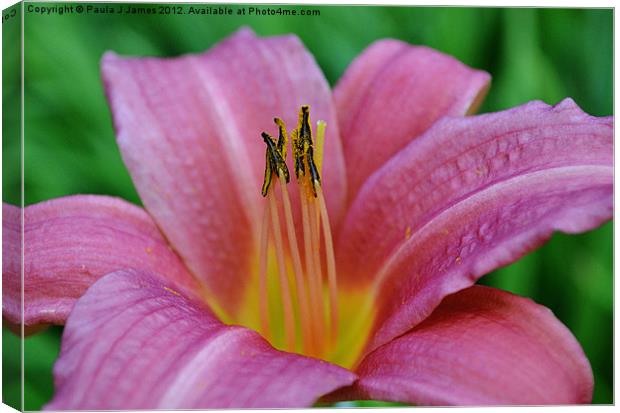 Lily the Pink Canvas Print by Paula J James