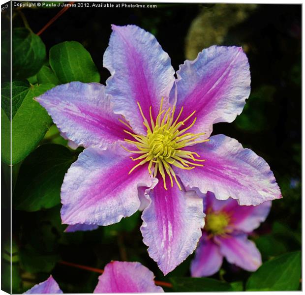 Clematis Piilu Canvas Print by Paula J James