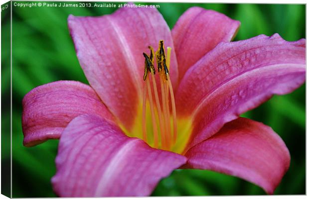 Pink Lily Canvas Print by Paula J James