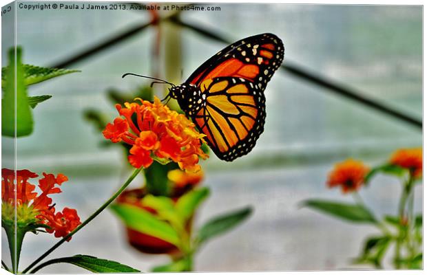 Monarch Butterfly Canvas Print by Paula J James
