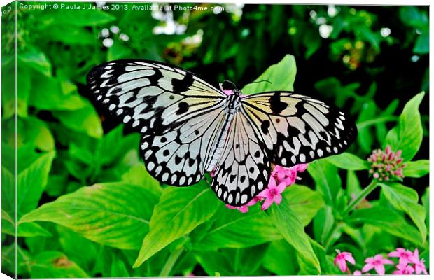 White Tree Nymph Butterfly Canvas Print by Paula J James