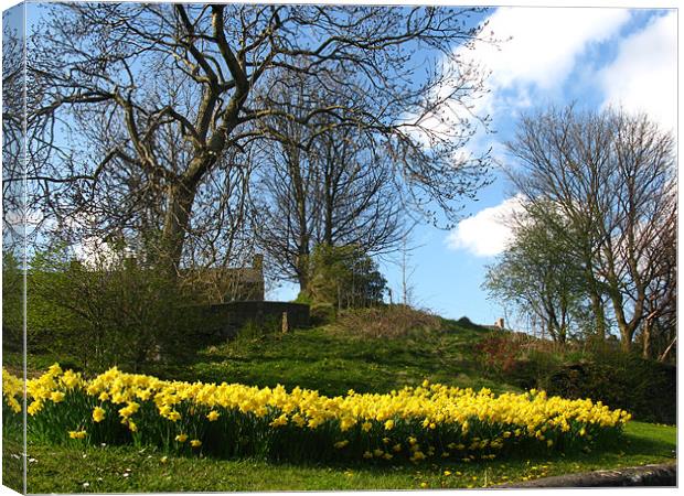 Lots of daffodils in a park Canvas Print by JEAN FITZHUGH