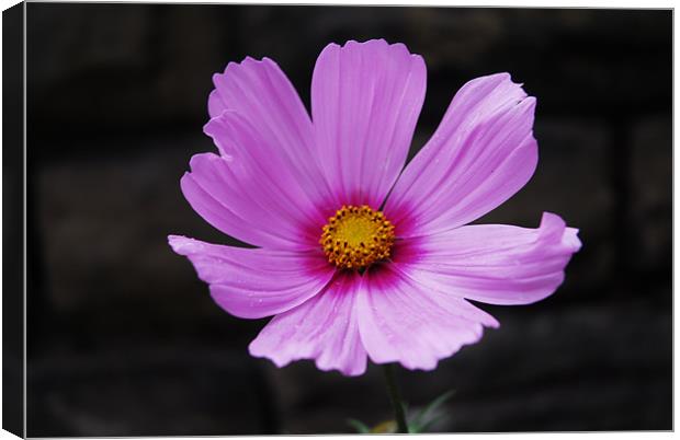 A Primula Flower Head Canvas Print by JEAN FITZHUGH