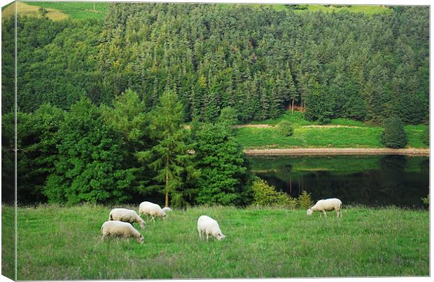 Sheep in the countryside Canvas Print by JEAN FITZHUGH