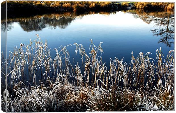 ICY REEDS ON THE WATER Canvas Print by JEAN FITZHUGH