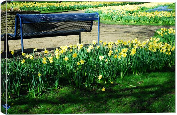 Daffodils and a bench Canvas Print by JEAN FITZHUGH