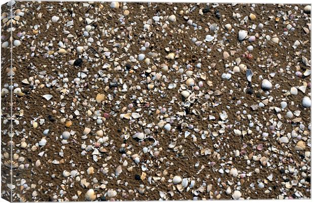 Beach full of Shells Canvas Print by JEAN FITZHUGH