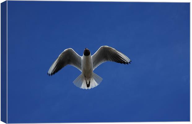 Seagull  and The Deep Blue Sky Canvas Print by JEAN FITZHUGH