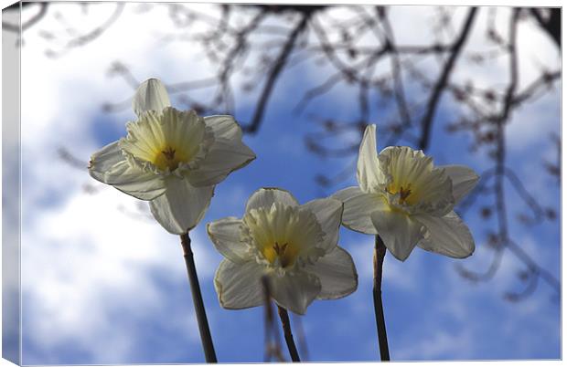 Daffodils and the Blue Sky Canvas Print by JEAN FITZHUGH