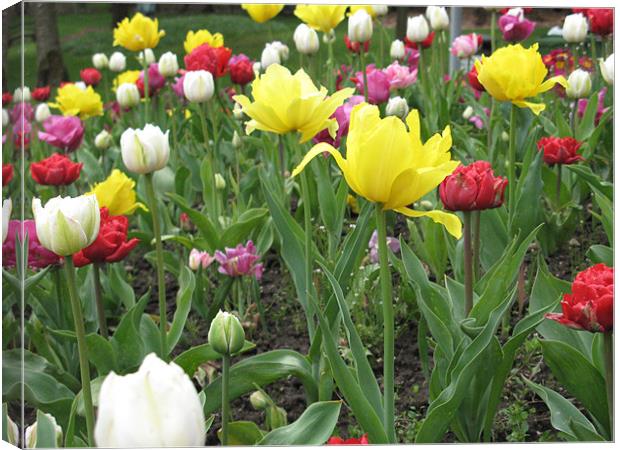 A Mix of Coloured Tulips Canvas Print by JEAN FITZHUGH