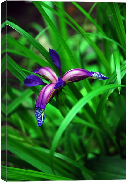 Bluey Purple Iris Canvas Print by JEAN FITZHUGH